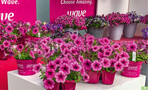 <em>Petunia </em>‘Easy Wave Rose Fusion‘