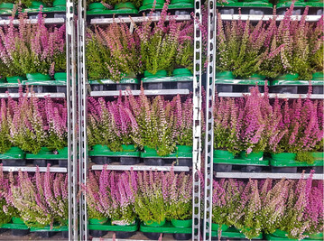 Sie sind herzlich zur Beteiligung an der Umfrage eingeladen, um die Folgen einer Verringerung des Torfeinsatzes im Gartenbau und die damit verbundenen Risiken zu klren.