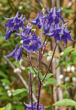 Akeleien werden von nur wenigen Krankheitserregern und Schädlingen befallen.