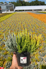 Ein Trio-Topf der „Sunset-Girls".