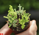 Bis zu fünf bewurzelte Stecklinge können gleichmäßig in einer Jungpflanzenzelle weiter wachsen.