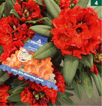 <em>Rhododendrum </em>Red Devil (Hortibreed)