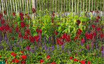 Ländliche Anmut mit <em>Zinnia </em>Profusion Cherry, <em>Salvia farinacea </em>Evolution Violet, <em>Antirrhinum majus </em>Rocket Red und <em>Agastache mexicana </em>White
