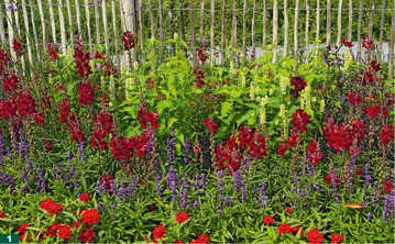 Lndliche Anmut mit <em>Zinnia </em>’Profusion Cherry‘, <em>Salvia farinacea </em>’Evolution Violet’, <em>Antirrhinum majus </em>’Rocket Red’ und <em>Agastache mexicana </em>’White’