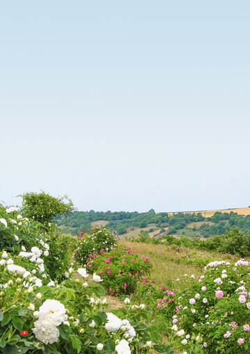 Die Rosen wachsen in dichten Reihen auf einem Feld hoch ber dem Taubertal.