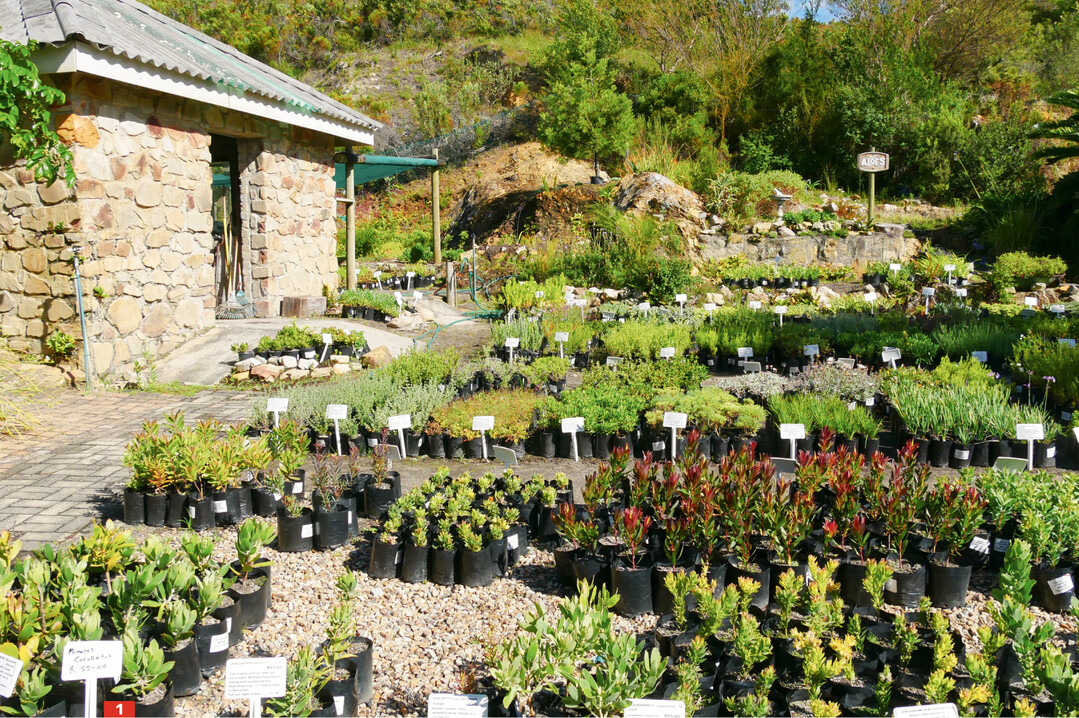 Die Fernkloof Nursery liegt am Eingang des berhmten Naturschutzparks Fernkloof in Hermanus. Die kleine Grtnerei wird von der Hermanus Botanical Society betrieben.