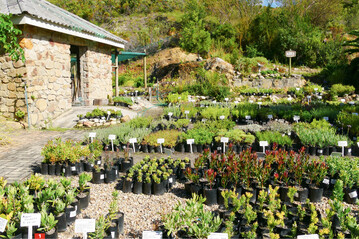 Die Fernkloof Nursery liegt am Eingang des berhmten Naturschutzparks Fernkloof in Hermanus. Die kleine Grtnerei wird von der Hermanus Botanical Society betrieben.
