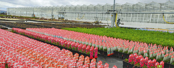 Große Bildetiketten sind vor allem dort gefragt, wo wenig Grün" zu verkaufen ist.