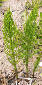 Ackerschachtelhalm hat einen hohen Ausbreitungsdruck.