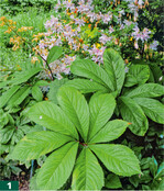 <em>Rodgersia aesculifolia </em>gehört zu den zahlreichen Gartenpflanzen, die wir Ernest Wilson zu verdanken haben.