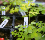 Ein breites Staudensortiment wächst in kleinen Stückzahlen für Privatkunden heran.