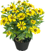 Helias ‘Yellow‘ ergänzt das Sortiment um die bekannte Helias ‘Orange‘