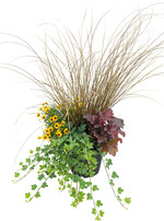 Herbstzauber-Quartett „Full of Joy" mit <em>Coreopsis </em>, <em>Heuchera, Hedera, Carex </em>