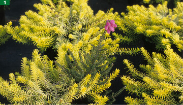 Im Topf dieser gelblaubigen Sorte der Schnee-Heide <em>Erica </em> <em>carnea </em>ist der Smling der Moor-Glockenheide <em>Erica </em> <em>tetralix </em>als Unkraut anzusehen.