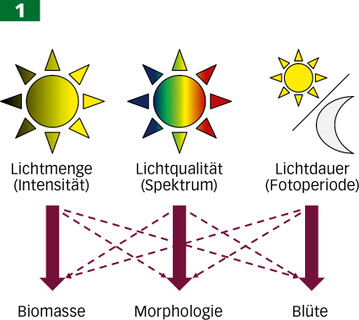 Abbildung 1: Lichtmenge, Lichtqualitt und Lichtdauer haben Einfluss auf Biomasse, Morphologie und Blte der Pflanzen.