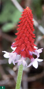 <em> </em>Pfundweise schickte der Sammler Samen von <em>P. vialii </em>nach Europa.