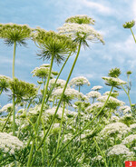 Möhren gehören zu den Gemüse-kulturen, von denen Saatgut vermehrt wird.