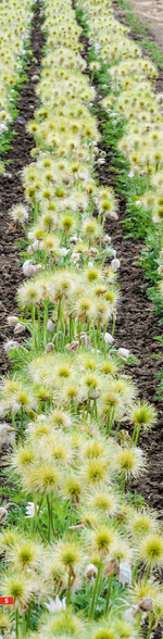 Eine in Deutschland seltene Löss-Schwarzerde mit fast 100 Boden-punkten bildet die natürliche Grundlage des pflanzlichen Gedeihens.