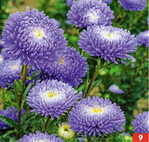 Annegret Rose bietet als erste weltweit auch Bio-Asternzüchtung.