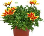 <em>Bidens </em>‘Tiger Bee’ (Kientzler) am 29. April 2020