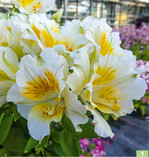Alstroemeria Colorita Yentl. Schöner Aufbau im Topf und gute Leuchtkraft im Freiland.