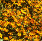 Bei <em>Bidens </em>begeisterte Dorado Red Yellow besonders.