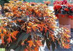 <em>Begonia boliviensis </em>Bossa Nova Night Fever Papaya (Syngenta)