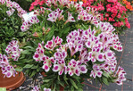 <em>Alstroemeria </em>Inticancha Passion (HilverdaFlorist)