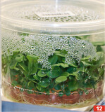 In vitro ist eine ebenso schnelle wie gesunde Vermehrung von Pflanzen möglich.