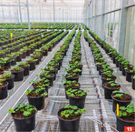 Das Low-iron-Glas verbessert die Kulturbedingungen enorm und sorgt auch für eine Minimierung des chemischen Pflanzenschutzes.