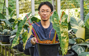  Rattanapong Hongrattanapong mit <em>Philodendron </em> <em>billietiae </em> <em>Variegata </em>in seiner Grtnerei fr buntlaubige Aroids in Bangkok 