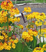 Auf Primelarten stieß Reginald Farrer in China.