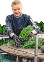 Heckenpflanzen sind eine der Spezialitäten des Unternehmens, darunter topfgewachsene Koniferen und KirschlorbeerAuf www.saterplant.de wird auch ein Heckenratgeber angeboten.