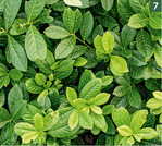 Pflanzen in hochwertigen Recyclingtöpfen in trendiger Taupe-Farbe.