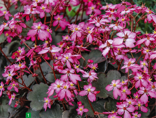  Eine der Hauptsorten ist Toni, sehr schn zu kombinieren mit Heuchera, Calluna & Co. 