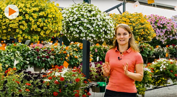  CLAUDIA ARNDT: Nach einer Grtnerausbildung
und einem Studium Produktionsgartenbau & Pflanzentechnologie arbeitet sie bei Dmmen
Orange und leitet dort mittlerweile ein Team von sieben Mitarbeitern. 