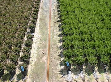 Calluna auf einer Kulturflche mit Folienbahnen auf gewachsenem Boden. Durch Hochspritzen von Bodenpartikeln des mit Herbiziden behandelten Raumes zwischen den Folienbahnen sind die Pflanzen in den beiden Randreihen kleiner geblieben. 