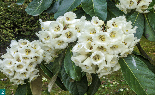  Rhododendron wardii ist bis heute eine der beliebtesten Alpenrosen. 