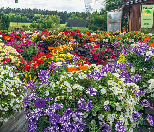  Neben dem Wohn- und Geschftshaus ldt das Probefeld mit 350 Pflanzcontainern ber den Sommer dazu ein, Sortimente kennenzulernen. Mit Trpfchenbewsserung und Dngerdosiereinheit werden die Pflanzen versorgt. 