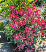 Auf dem Probefeld sprechen Pflanzenschönheiten wie die „Proven Winner"-Sorte Dicentra formosa ‘Pink Diamond‘ für sich!