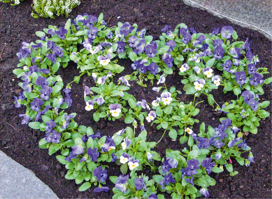   Ein Herz aus blauen Violen  inniger kann eine Grabbepflanzung kaum sein. (Das Foto entstand auf dem Friedhof der Katholischen Gemeinde St. Kilian in Augsfeld, einem Ortsteil der Stadt Hafurt in Unterfranken.)  