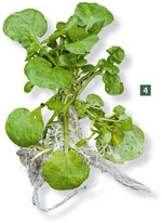 Brunnenkresse (botanisch: Nasturtium of cinale ‘R. Brown’) gehört zu den Kreuzblütengewächsen und ist verwandt mit Gemüsesorten, wie Rettich oder Radieschen.