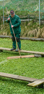 Nach der Ernte, die von September bis April gehen kann, drückt Fischer mit einem Patschbrett die aus dem Wasser ragenden Wurzeln und Kressespitzen wieder unter die Wasseroberfläche zurück.