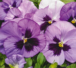 V. cornuta ‘Future Ocean’