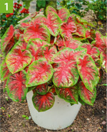 Mit diesem Blattschmuck absolut einzigartig: Freilandkaladie ‘Fast Flash’