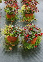 In diesem fortgeschrittenen Entwicklungsstadium lässt sich Einjähriges Rispengras in den Töpfen von Gaultheria nicht mehr erfolgreich bekämpfen.