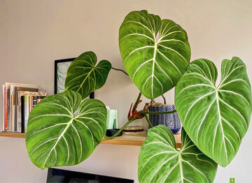  In der Familie der Aroids haben zahlreiche Vertreter der Gattungen Philodendron und Anthurium eine auffallend dekorative Nervatur. Bald bentigt das abgebildete Philodendron gloriosum einen Moosstab! 