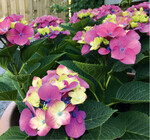 Schloss Moyland im Kübel