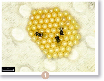  Trissolcus basalis als Eiparasitoide der Grnen Reiswanze 