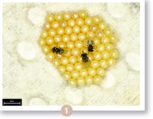  Trissolcus basalis als Eiparasitoide der Grnen Reiswanze 